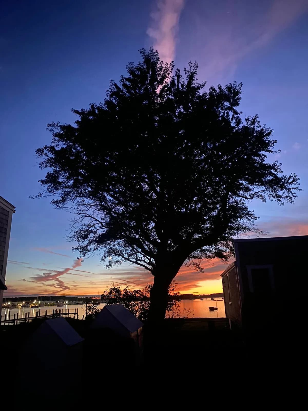 Tree silhouette at sunset, Westport Point — where Mayflower descendants settled