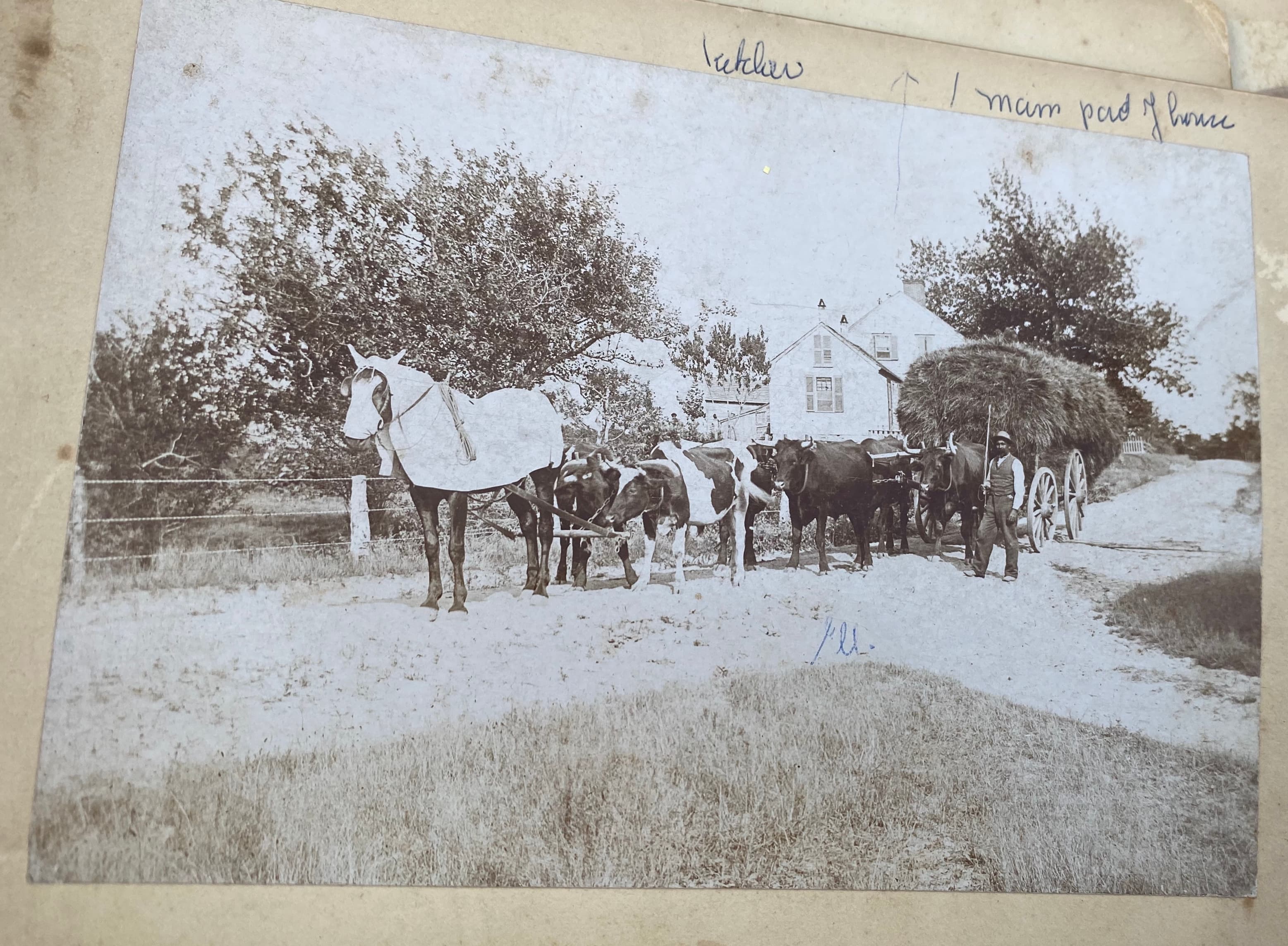 Farm scene with horse, oxen, and hay cart